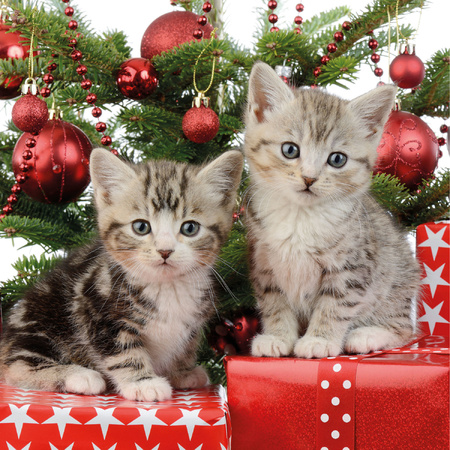 20x Christmas theme napkins with cats 33 x 33 cm